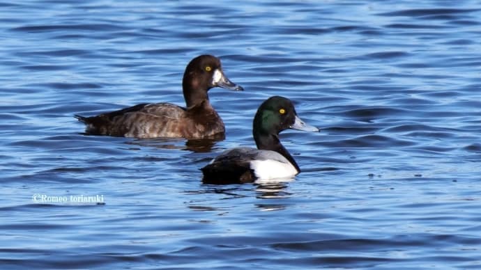 スズガモ 溜池に大群飛来!