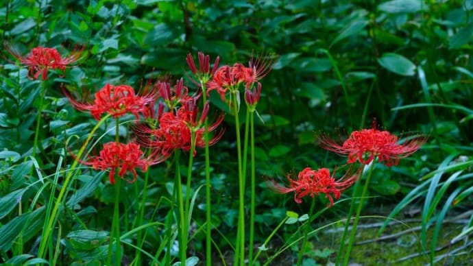 ヒガンバナが咲きました！後編（赤塚植物園 2022.9.17撮影）