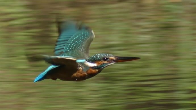 印象深かった野鳥たち 2024