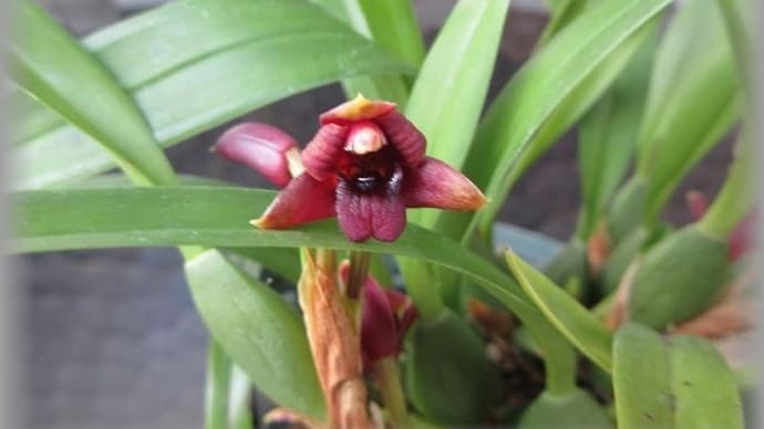 原種マキシラリア ヴァリアビリス Maxillaria variabilis 赤花&多肉寄せ植え