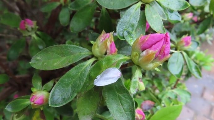花時の雨