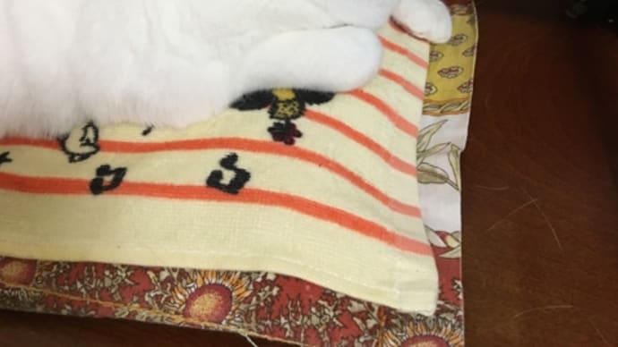 アマゾンプライムビデオで猫侍 劇場版を観ました。