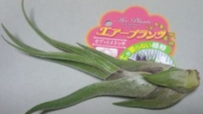 続・緑のある生活