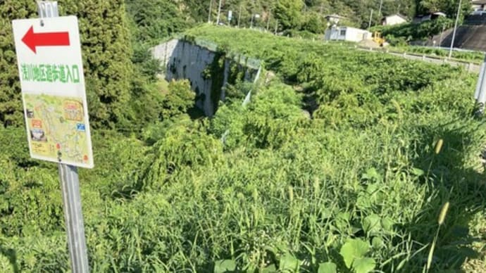 浅川ダム下流の花モモの土手の草刈り230806 　くずの花