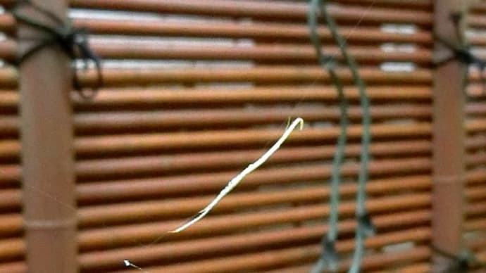昆虫観察(5月)クモらしくないですがこれもクモです、オナガグモ。他