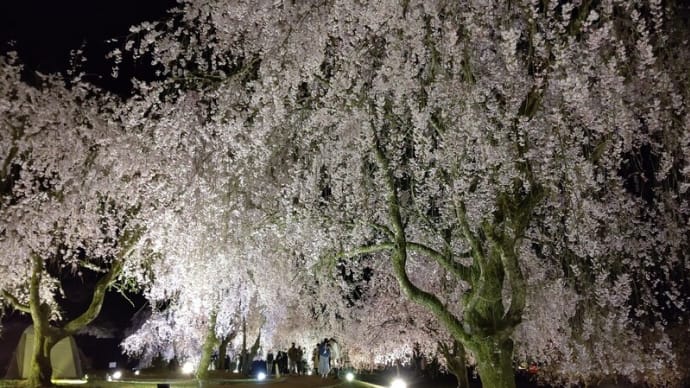 しだれ桜の里「竹田」たけくらべ広場ｉｎ2021②