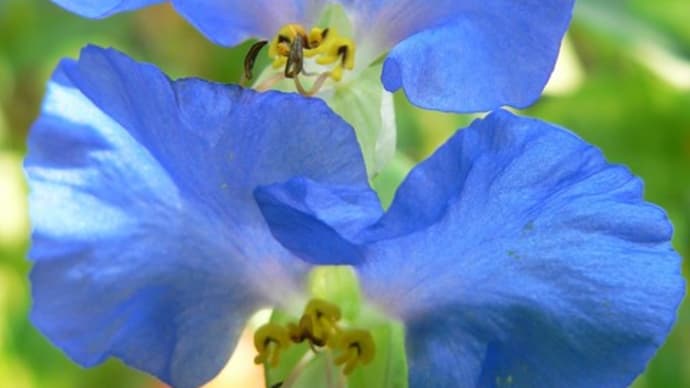 夏の花22:オオボウシバナ