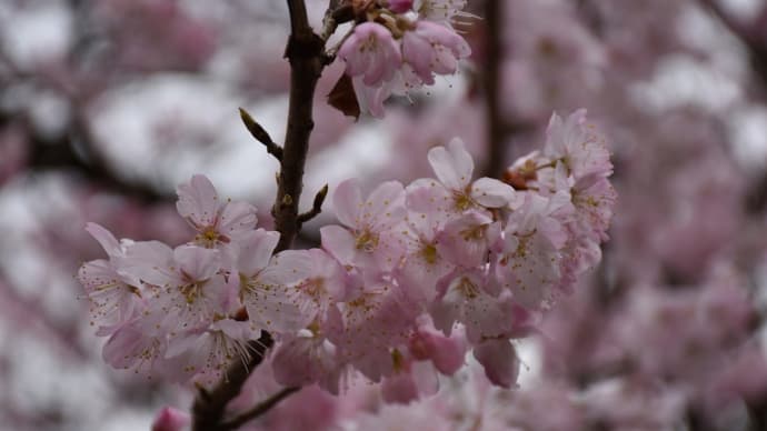 春めき桜狩り 神奈川県南足柄市千津島付近 一ノ堰ハラネ(1)一ノ堰ハラネ 上から