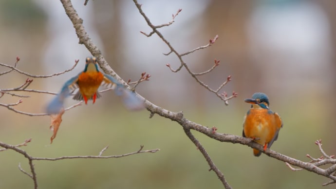 ペアリング時期で♂♀接近?? 2