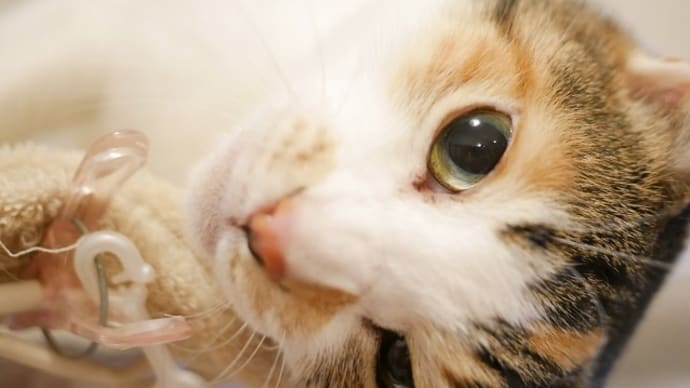 ねねちゃん特集