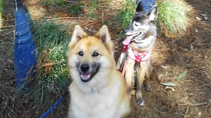 愛犬と アートの森を 探検だ!/笠間芸術の森公園 その1