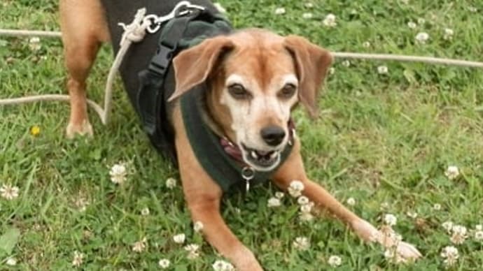 犬との暮らしはヒトが困ってないからよいというものでもない