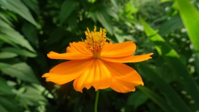 Golden cosmos