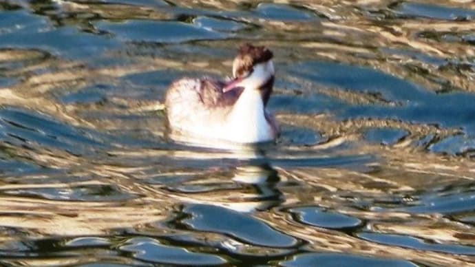 琵琶湖疏水が「つなぐ」生物多様性