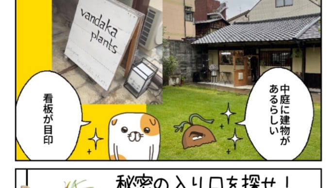 【京都】バンダカプランツでフーンシキを買う