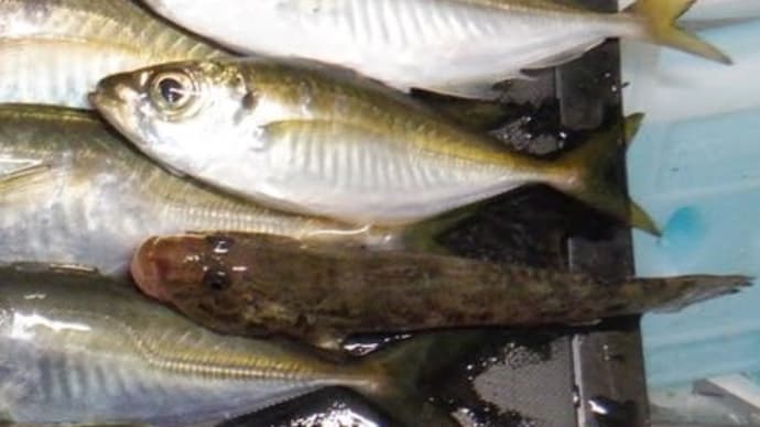 博多湾 アジング ハゼも釣れたw