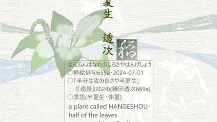 ■挿絵俳句655a「半分は汝の白さや半夏生」(『遠景』2024)(鎌田透次)