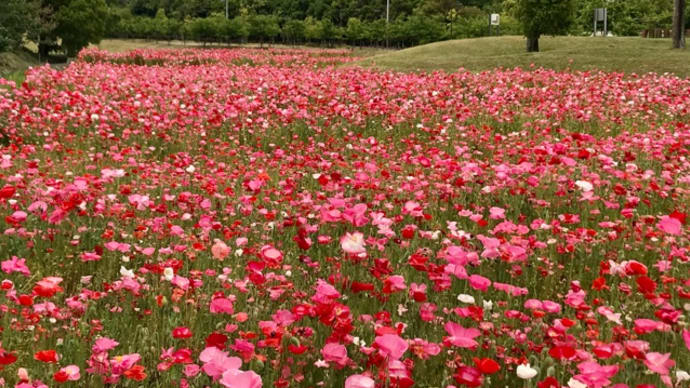 花は見てもらってなんぼよね