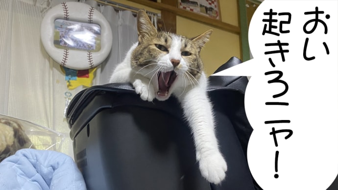 もう寝ようかニャ