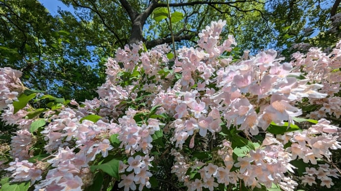 住吉大社 卯の花苑