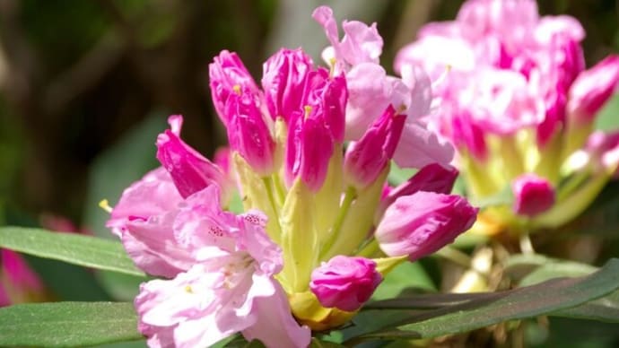 明るいシャクナゲの花