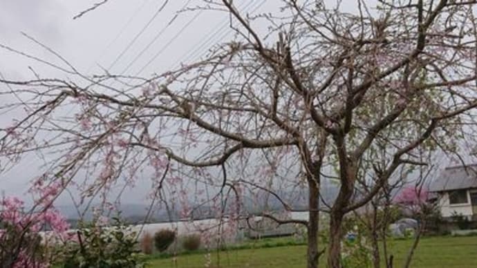 枝垂れ桜の今日の様子　#枝垂れ桜　＃陽光桜と一緒に　#友人が花見に来た　＃楽しかった