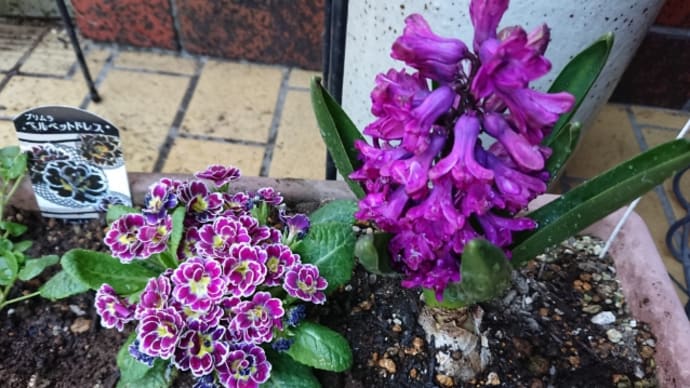 植物が成長しています。