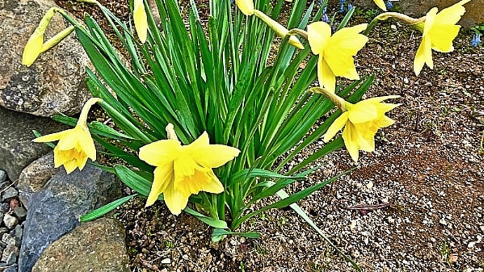 我が家の庭で黄色のラッパ水仙が開花しました