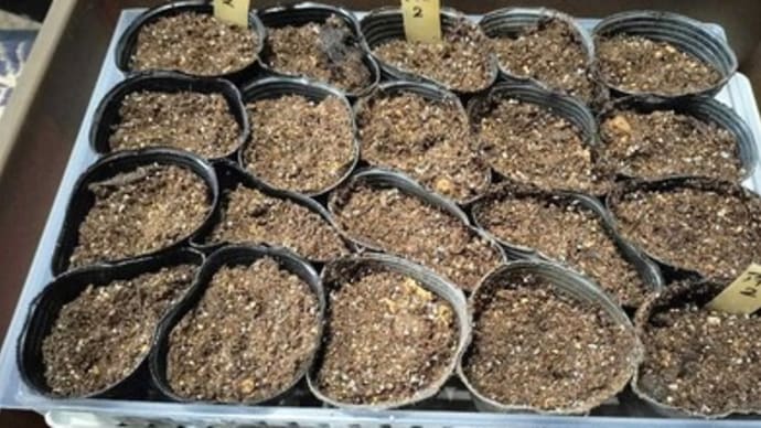 アイコ2回目の種蒔き