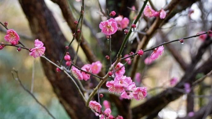 玉祖神社に咲く梅の花