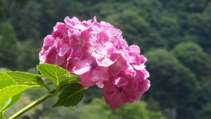 長谷寺の紫陽花