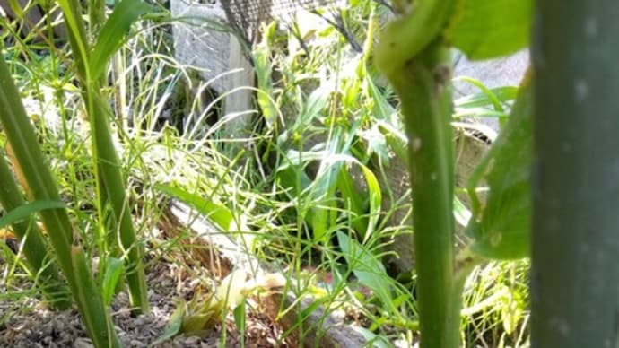 みょうがの芽を発見