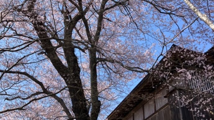 色々、飯田市の桜と枝垂れ桜 4月7日