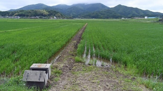 雨上がり 苗半作 唐芋を植える 2022/05/14(鹿児島)