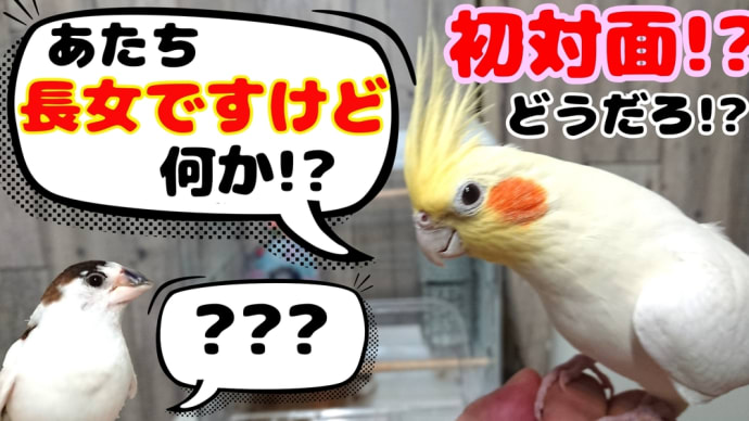 初対面!!オカメインコ&十姉妹
