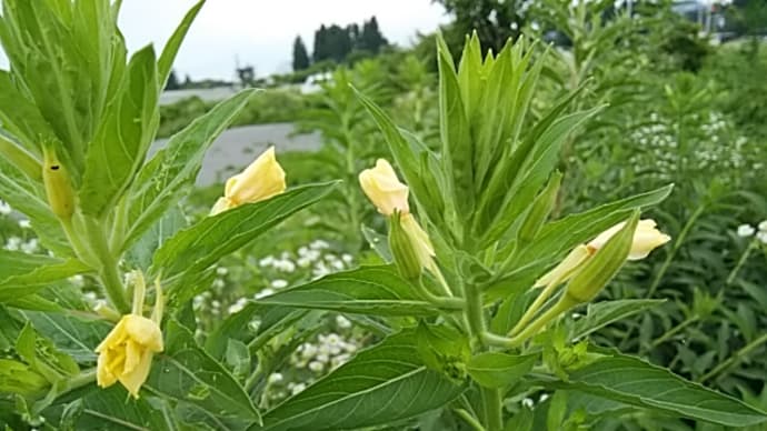 芥川龍之介／蝶の舌ゼンマイに似る暑さかな