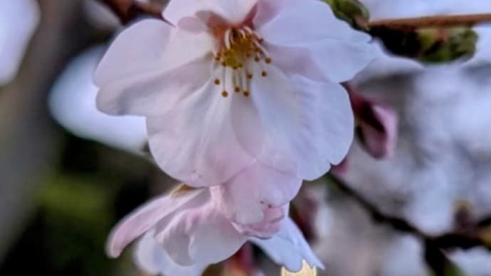 住吉公園の桜、色んな場所で咲き始め♫