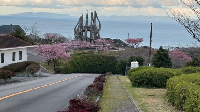 昨日撮影の御立岬公園の河津桜　八分咲き