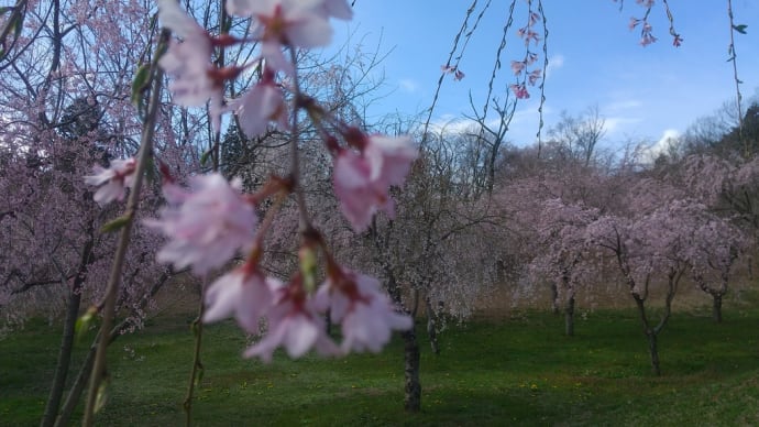 桜の見えるカフェ