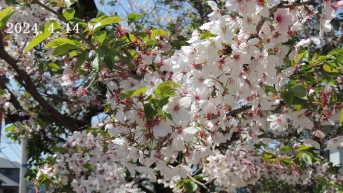八重桜と散る桜