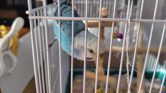 そらッピーの大切なもの タップダンスのインコ