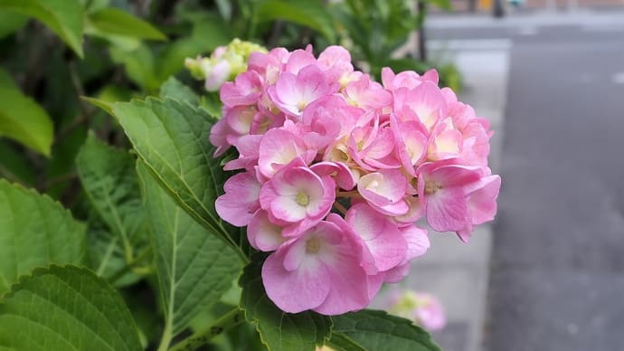 ★紫陽花・朝顔など6月の花々 2024
