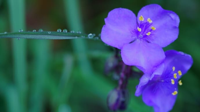 ●我が家の5月の花(12) 紫露草 (増えすぎて困る花) スノーフレーク シラン スミレ スイセン ユキノシタ