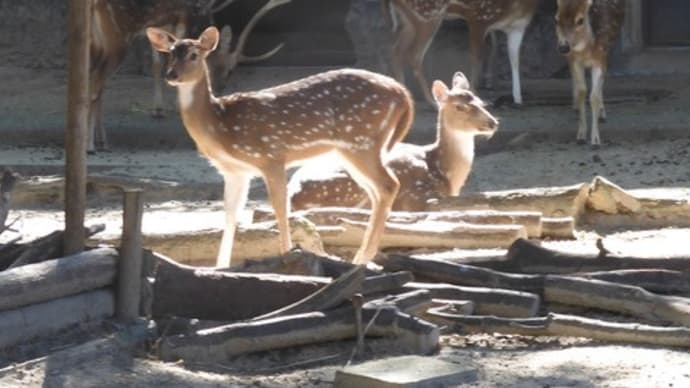 東山動物園の鹿