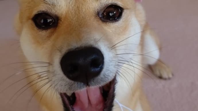 虎太朗1歳 おめでとう♪