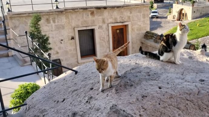 トルコ・エーゲ海クルーズ 猫編