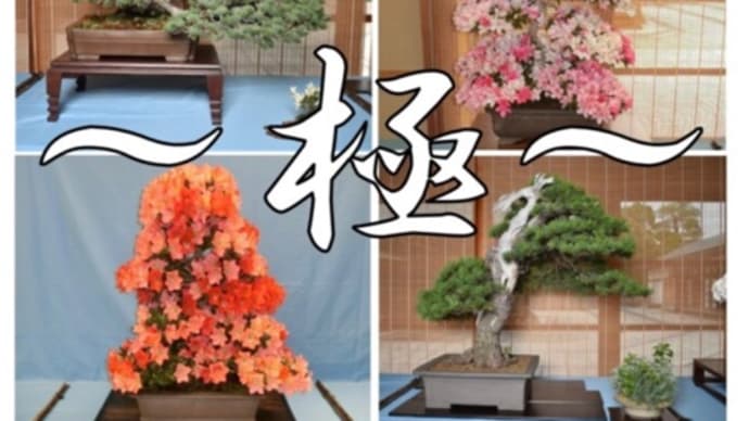 知らない世界はおもしろい〜盆栽　パート２〜