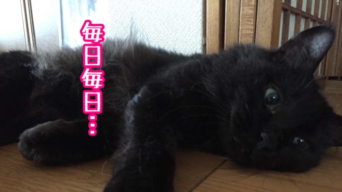 黒猫感謝の日