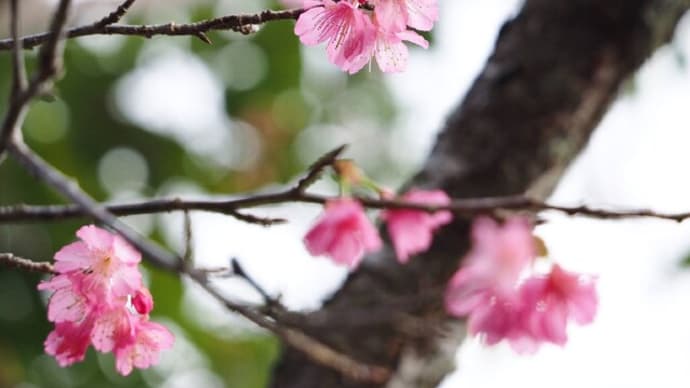 如月　沖縄は桜祭り