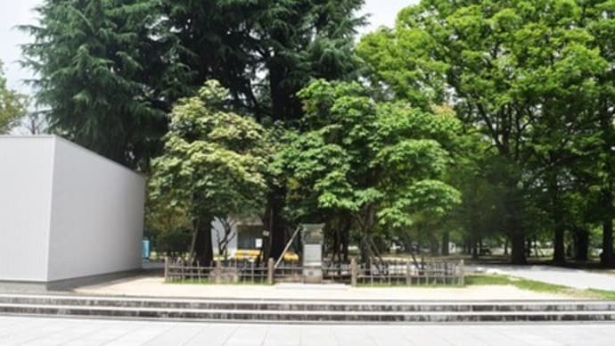 中区:被爆アオギリ2024年7月13日